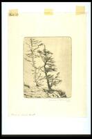 This vertical print shows two coniferous, wind-worn trees growing on a rocky ledge. The left tree is needle-less, the right tree is alive.