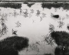 A black and white photo of a pond with plant life growing out of it.