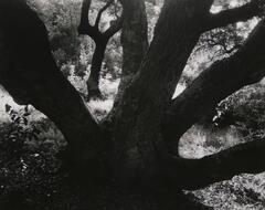 A black and white photo of a tree trunk and its branches. The forest floor can be seen through the branches.