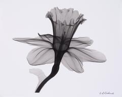A white background and x-ray image of a daffodil and part of the stem with a small leaf.