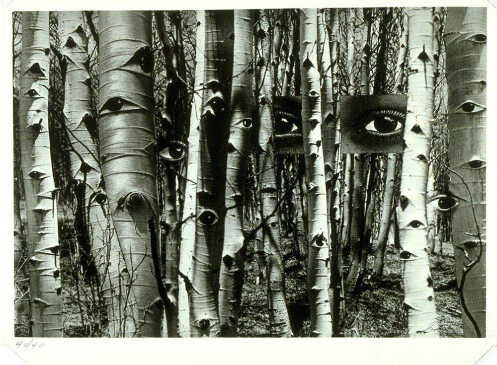 Photomontage of a forest of birch trees with eyes collaged onto the trees; many of them nearly indistinguishable from the bark. Near the right side of the image, another set of eyes with square cut-out edges is visible, seemingly peering through the trees.