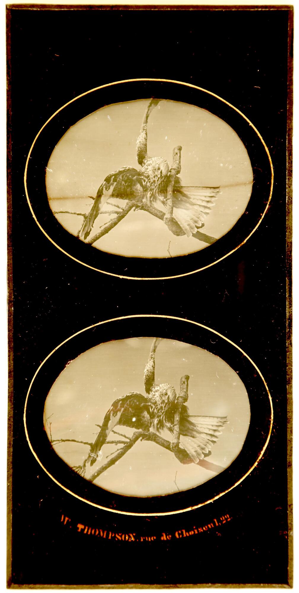Two nearly identical daguerreotypes are pictured one on top of the other. They both portray an eagle perched on a tree’s branch.  The artist’s signature is typed in red lettering and arched upwards on the bottom center.<br />