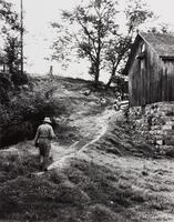 Man walking up a small hill to a barn, sheep ahead of him, rock wall to the right.
