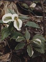 This is a photograph of two white and green flowers. They are sprouting from the forest floor, with twigs, tree roots, leaves, and other flora around them.