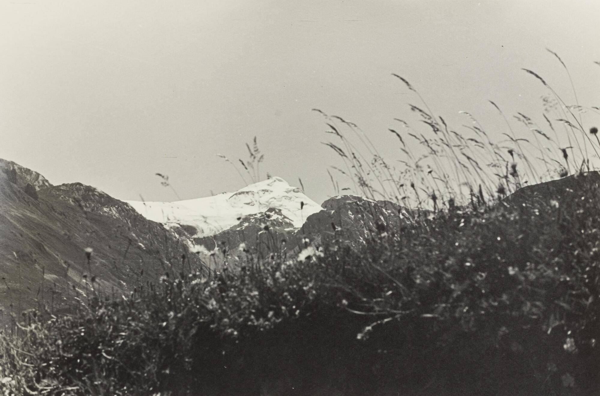 View of fields with plants in the foreground and a snow-topped mountain behind them.