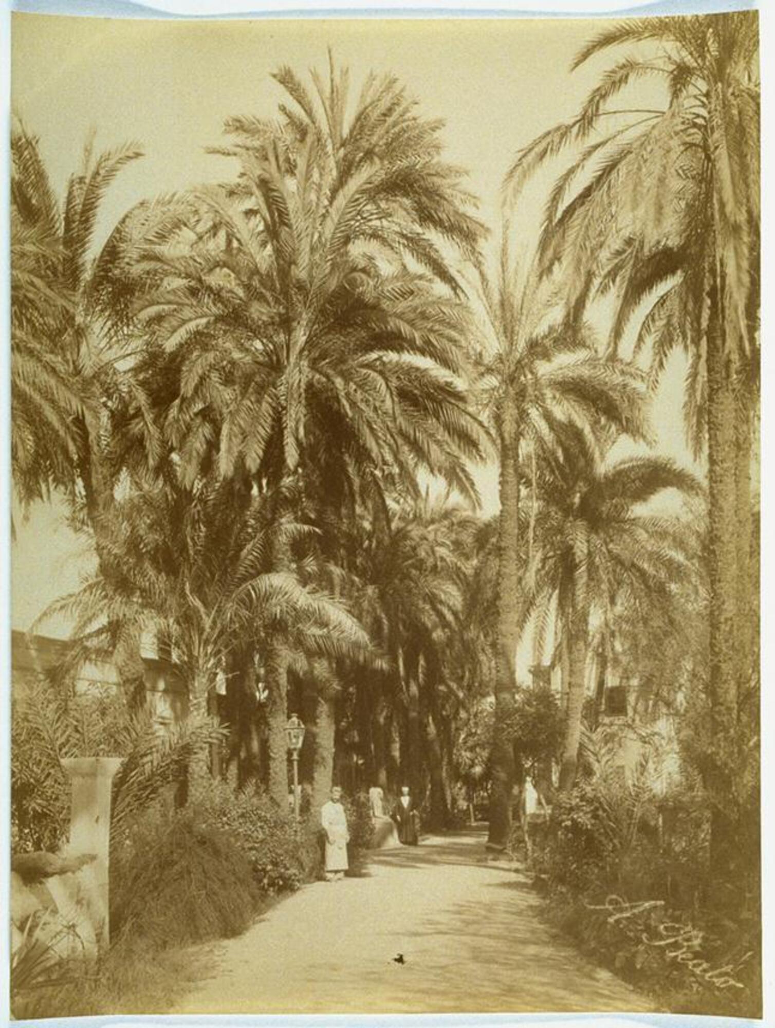 This photograph depicts a view of a palm tree-lined path in a city park. Two men stand on the path and face the camera.