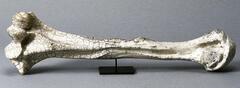 This ceramics sculpture is in the shape of a femur bone. The glazing creates a series of dark cracks and fissures. 