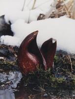 This is a photograph of a sprout of skunk cabbage. Its maroon flowers spring up from a pool of water, a bed of moss, and melting snow. Dead marsh grasses are visible in the background.