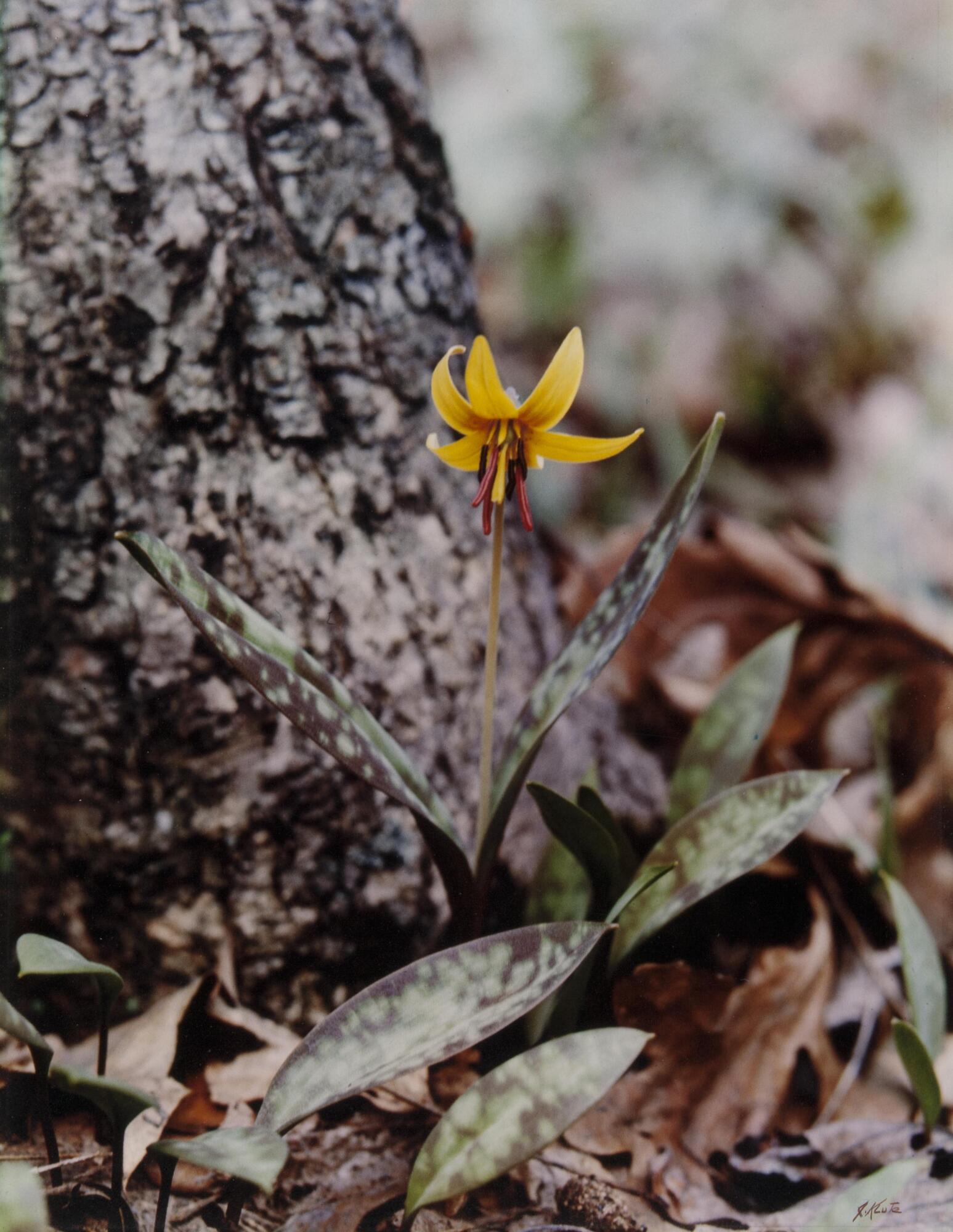 This is a photograph of a yellow flower with shallow depth of field. The tree and leaves on the forest bed behind the flower are out of focus, while the flower and its spotted leaves are the central focus of the composition. 