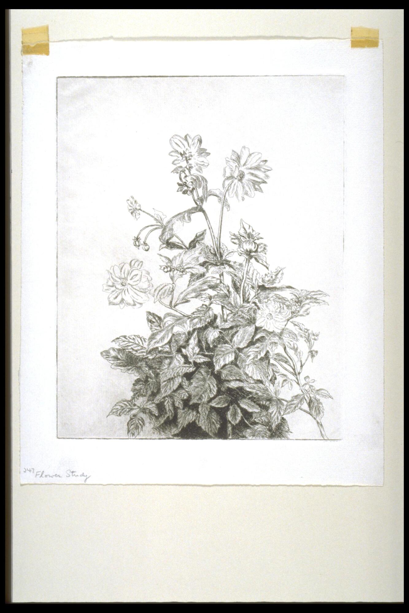 Print of plant. Large group of leaves assembled at the base; several flowers peek out from the top. <br /><br />
Eva Caston 2017