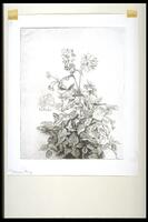 Print of plant. Large group of leaves assembled at the base; several flowers peek out from the top. <br /><br />
Eva Caston 2017