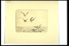This horizontal print shows an ocean with a small rocky outcropping on which perches one seagull and over which fly several more.