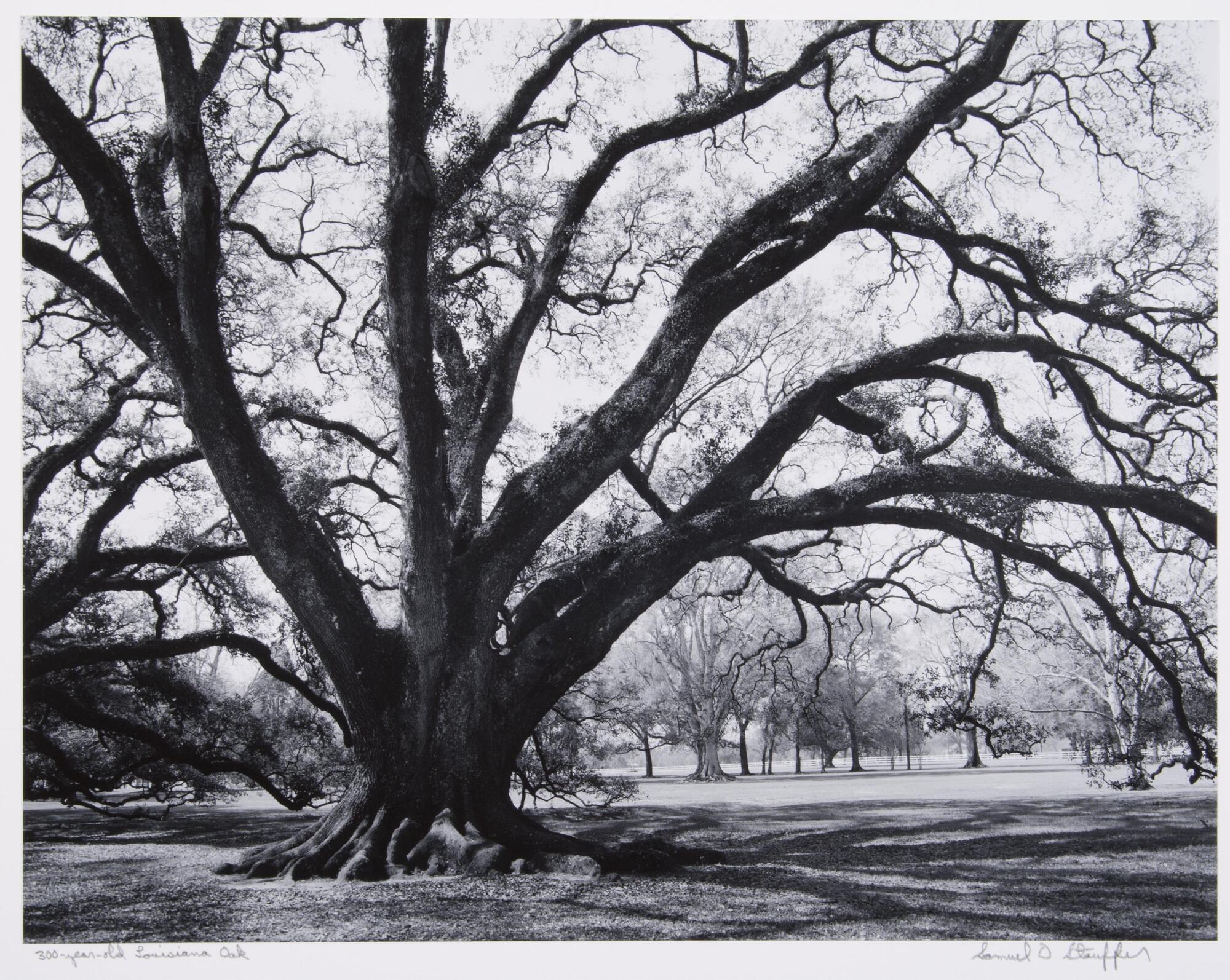 Large oak tree.