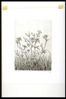 Print of lilies growing in the long grass.<br /><br />
Eva Caston 2017