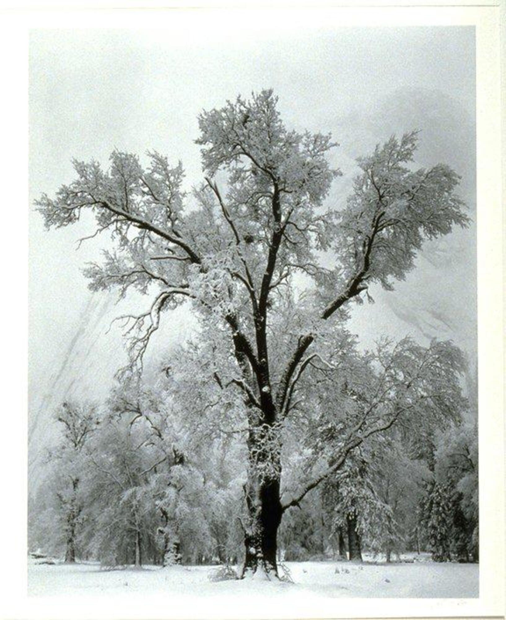 This photograph depicts a snow-covered oak tree in a clearing during a winter snowstorm.