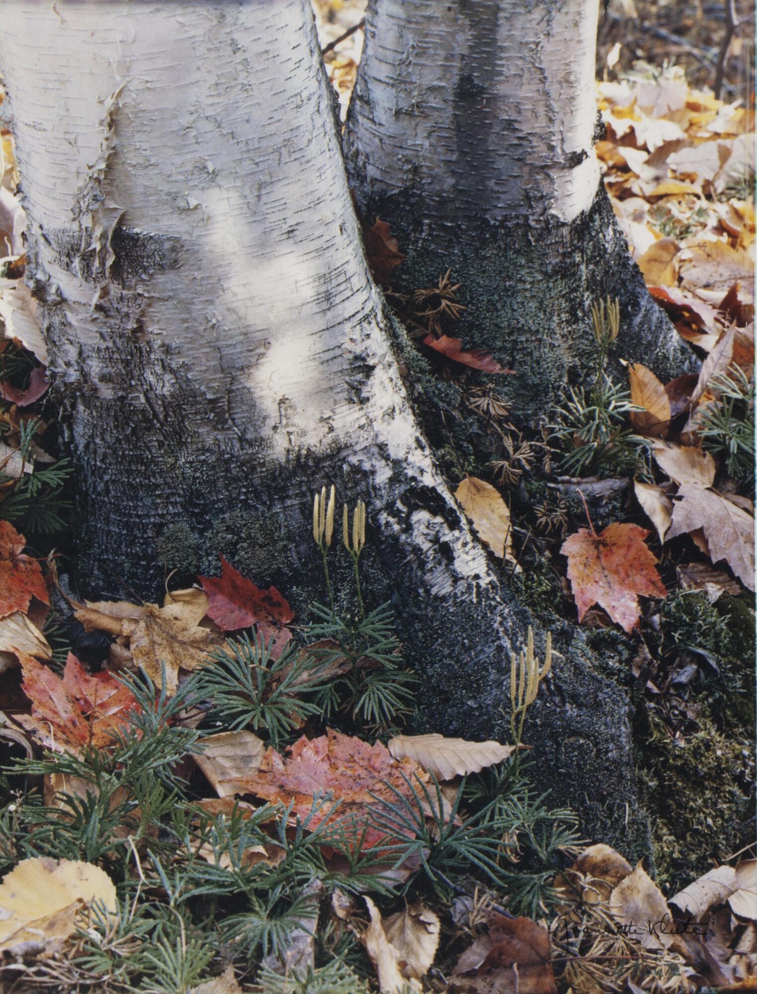 This is a color photograph of two birch trees, cropped near their base. Green ground-pines grow around them through the fallen red and brown leaves on the forest floor.