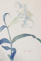Two lillies, grey and blue background.