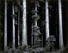 This photograph depicts the edge of a forest, which is composed of a line of trees.