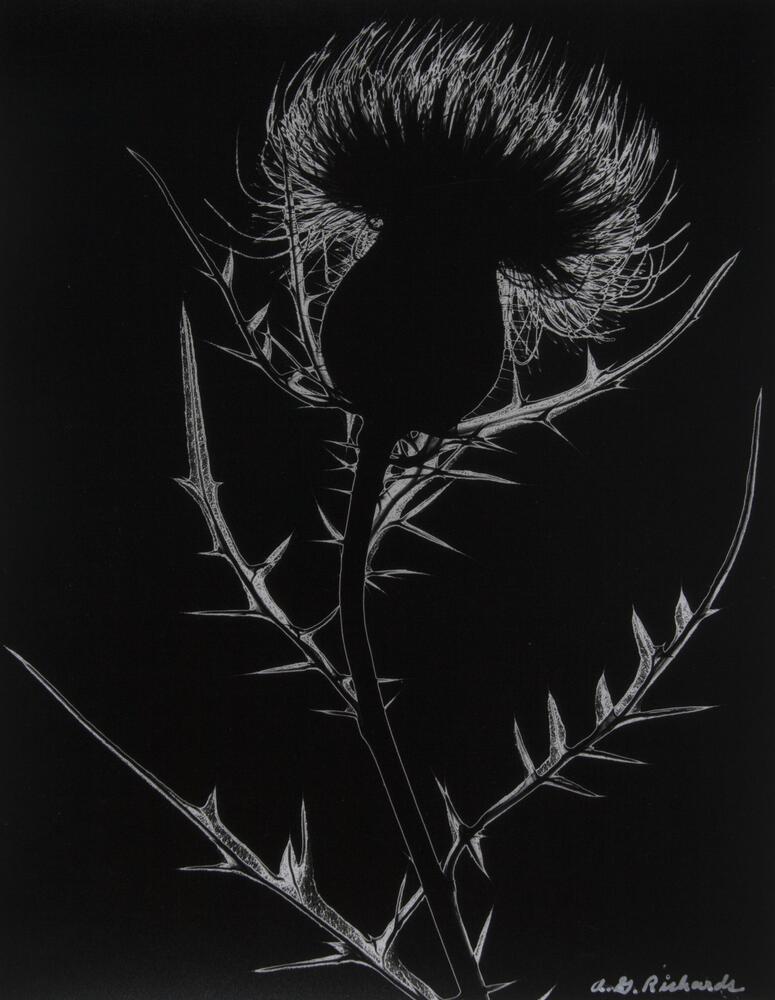 Black background, thistle stem and flower in center, lit from behind.