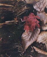 A color photograph of leaves resting on the forest floor, near the base of a tree. One leaf is red, which contrasts against the subdued browns and deep greens of the other leaves, the tree, and moss.