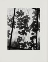 A vining plant with five-leaved clusters climbs a window pane covered with chicken wire.