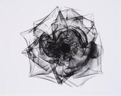 A white background and x-ray top view of a rose.