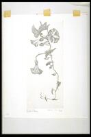A print of a winding stem with flowers. <br /><br />
Eva Caston 2017
