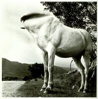 This photograph depicts a white horse standing by a road in a rural landscape.