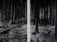 A black and white photo of a forest. A white line down the center divides the photo.