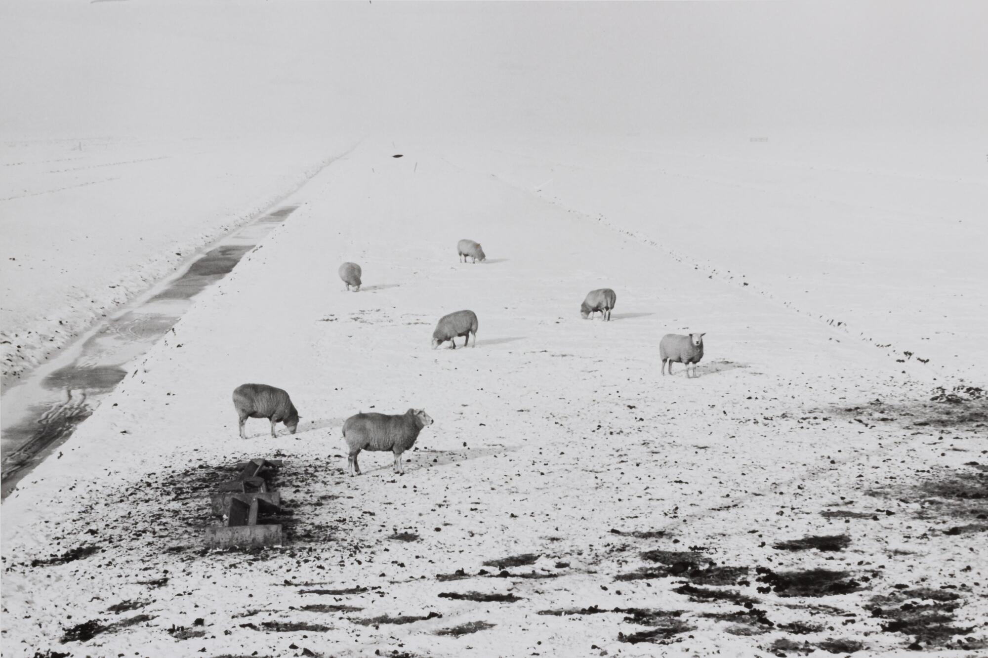 Sheep in the middle of a field covered in snow. The sky above is all white.