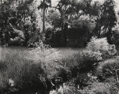 A black and white photo of a tall grass clearing. Behind the clearing stands a group of trees.