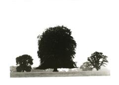 A high contrast black and white photograph of three prominent trees on the horizon line, framed at the bottom of the image. The center tree is large with two smaller trees on either side. In the background, more trees are visible in the foggy atmosphere.