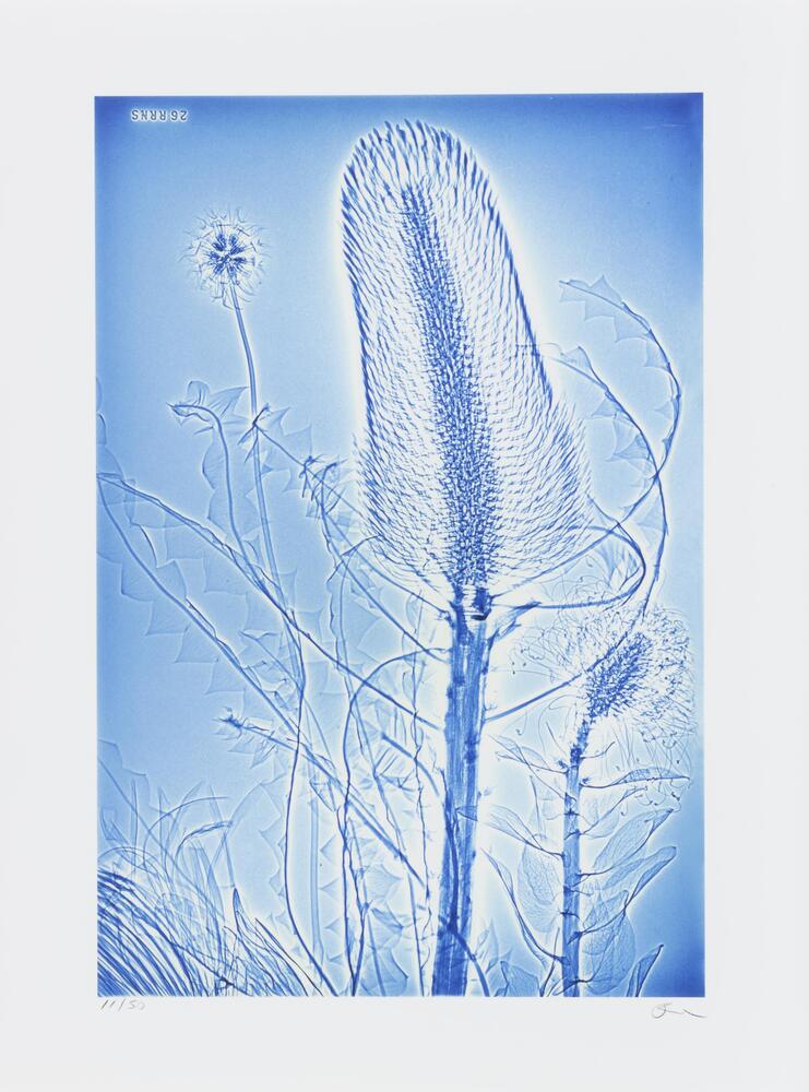 A color photograph of plant forms. A large thistle-shaped form is in the center with various thinner stems surrounding it. The photograph features hues of blue and white.