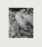Black and white image of large rocks surrounded by flowering plants.&nbsp;