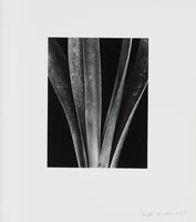 A black-and-white image of the stalks of a lily plant.  They stand out against a black background, and only their middles are visible.  