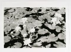 A black and white photograph of water lilies. Lily pads and lilies span the frame; the lack of a horizon line and the image's high contrast flatten the presumed depth of the scene. 