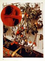 A photography montage. A red circle in which a couple embraces is layered over a photograph of a tomato plant growing in a long dirt-filled planter placed against a white wall. Affixed to the planter is a tomato-themed runner. 