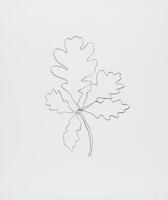 A drawing of a branch with five oak leaves.