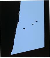 This screenprint is in two colors: black and blue. In an abstract blue form, there are three small abstract depictions of birds flying. The rest of the image is solid black, creating an impression of looking out a curtained window. 