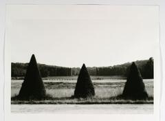 A black and white photograph of a row of three conical shrubs. Beyond, a row of more pruned shrubs is visible and a large forest unfolds in the far background.