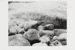A black and white image of rocks covered with a thick, stringy, light colored material. &nbsp;The rocks in the foreground are distinguishable, but those in the background are not. &nbsp;