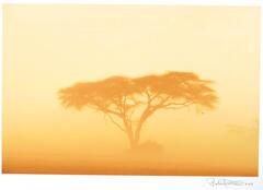 A photograph of a single tree in a dust storm. The image is comprised of yellow hues. 