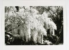 A high contrast black and white photograph of wisteria. The large wisteria plant comprises the majority of the composition, hanging over a variety of other flora, while larger trees are visible in the background.