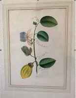 A framed watercolor depicting a single branch extending from the bottom to the top of the paper with three flowers and three leaves.&nbsp;