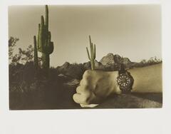 Tinted photograph of an arm wearing a watch with a cacti in the background. 